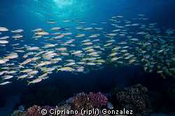 Early morning. Sunrise over the reef by Cipriano (ripli) Gonzalez 